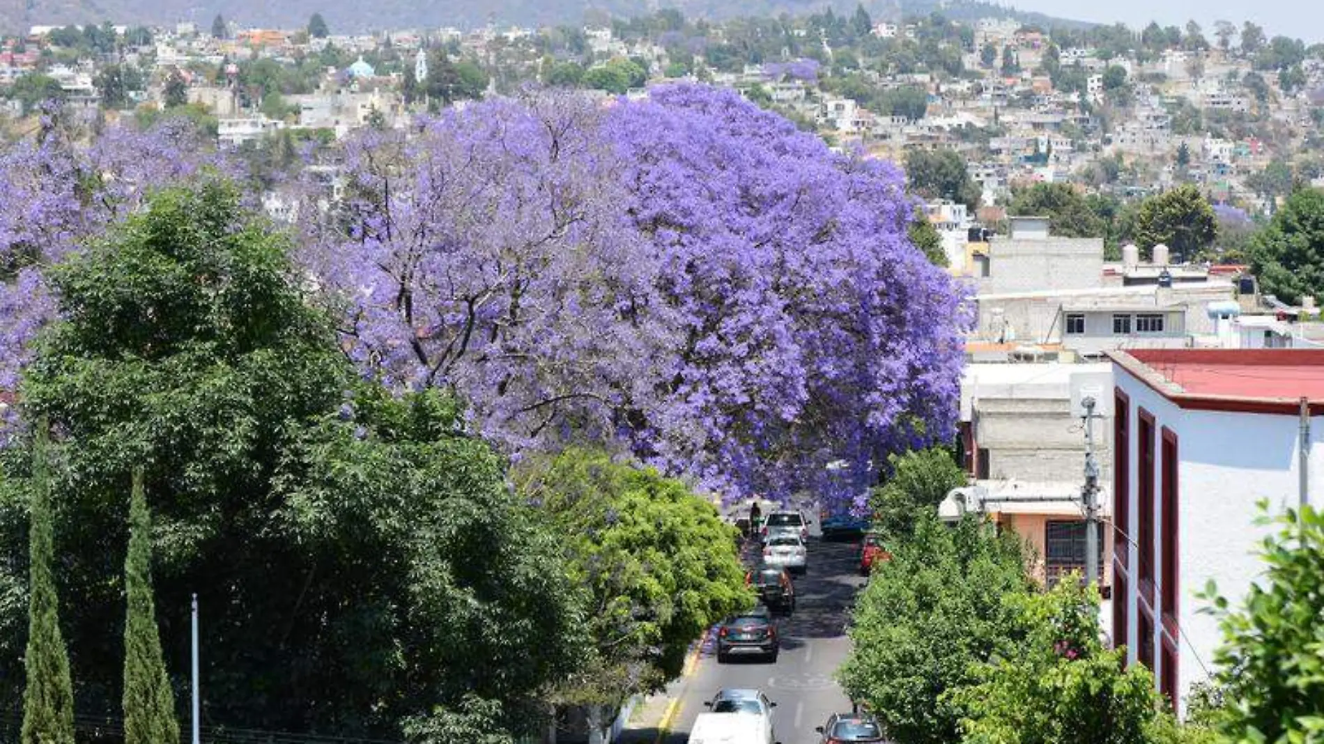 Jacarandas 7